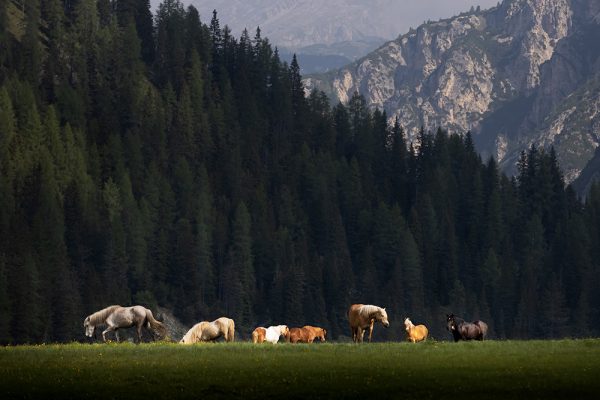 Horses